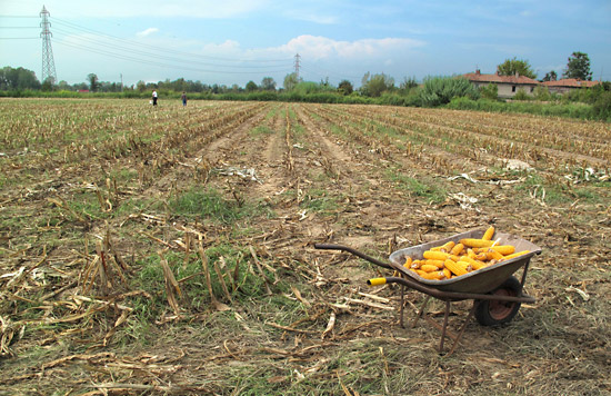 Gleaning the Early Fall Corn Field