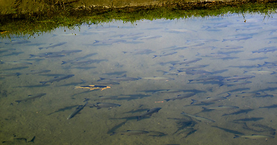 Fish on a Sunny Day