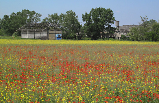 Rapeseed & Red Poppies