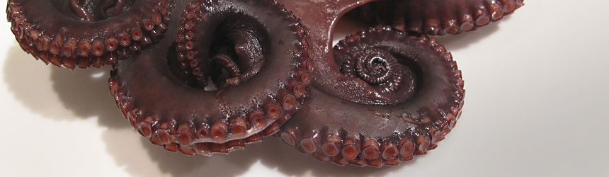 Maiden Octopus