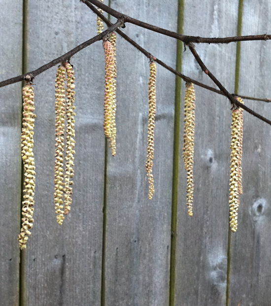Catkins Poppin’
