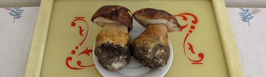 Porcini and Brooms
