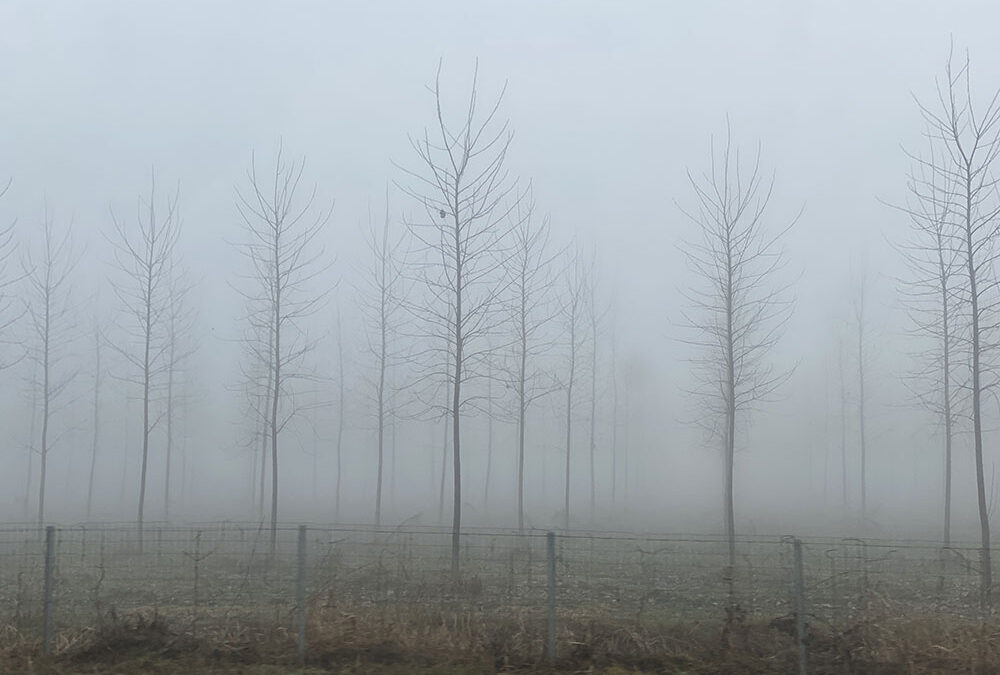 Foggy, Junky, Winter Day in Milan