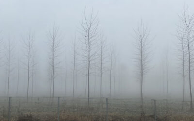 Foggy, Junky, Winter Day in Milan